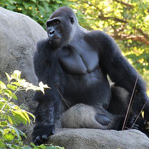 Western Lowland Gorilla
