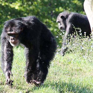 Chimpanzees
