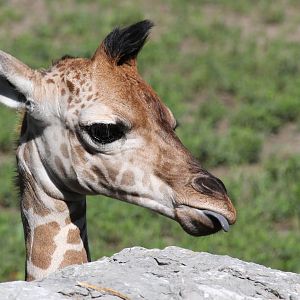 Baby female giraffe