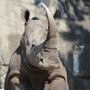 White rhinoceros