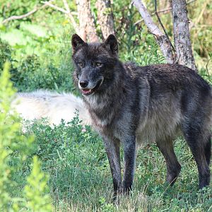 Gray wolf