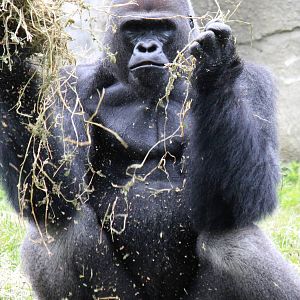Western Lowland Gorilla