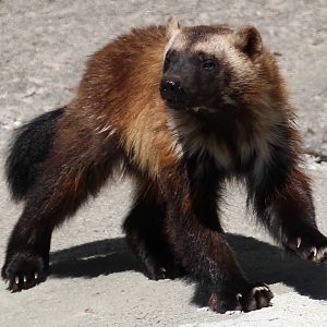 Wolverine