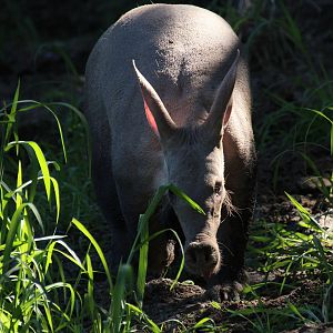 Aardvark
