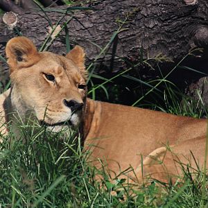 African lion