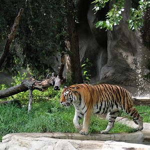 Amur Tiger