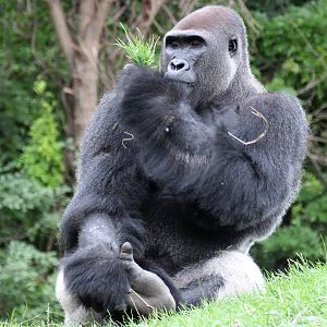Western Lowland Gorilla