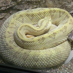 Crotalus simus culminatus