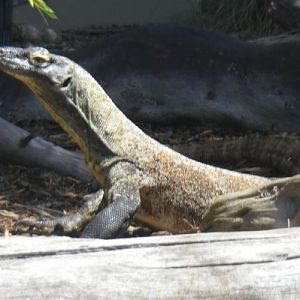 Varanus komodoensis