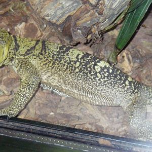 Varanus olivaceus