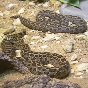 Crotalus polystictus