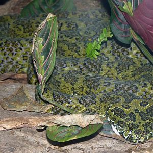 Protobothrops mangshanensis