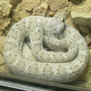Crotalus catalinensis