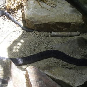 Hemachatus haemachatus