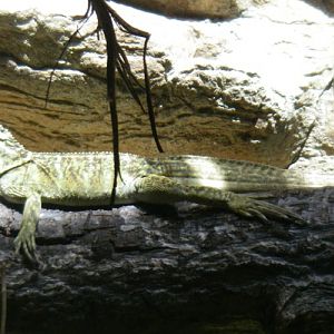 Hydrosaurus pustulatus