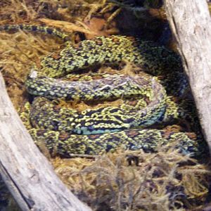 Protobothrops jerdonii