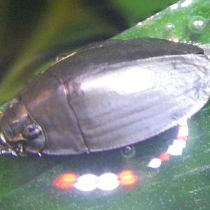 Dineutus sp. (need ID!)