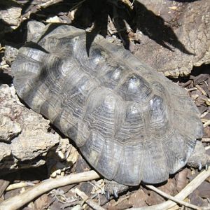 Testudo marginata