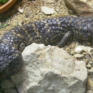 Tiliqua rugosa