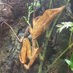 Deroplatys dessicata