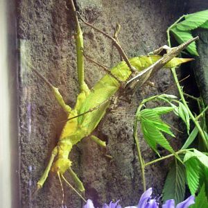 Heteropteryx dilatata