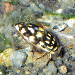 Thermonectus marmoratus