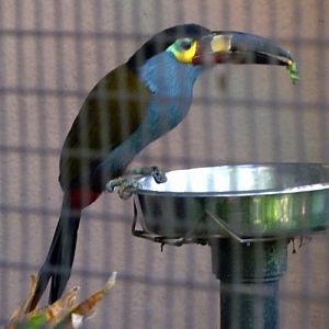 Andigena laminirostris