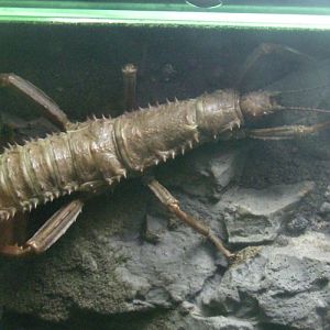 Eurycantha calcarata