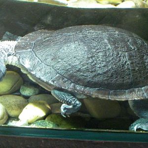 Chelodina mccordi