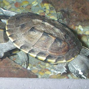 Malayemys subtrijuga