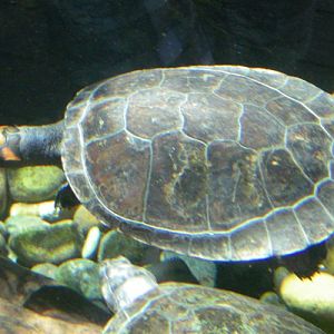 Podocnemis erythrocephala