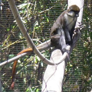 Cercopithecus ascanius