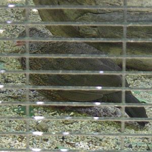 Ptilopachus petrosus