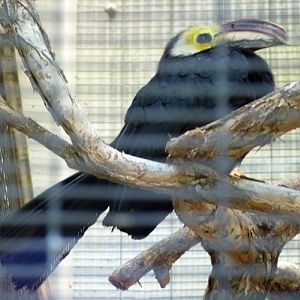 Penelopides exarhatus