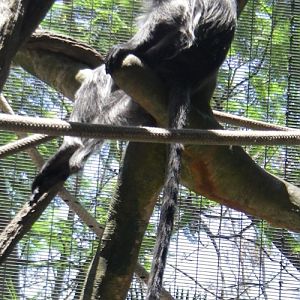 Trachypithecus cristatus