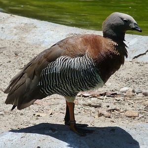 Chloephaga poliocephala