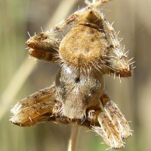 Neoscona sp. (ID needed!)