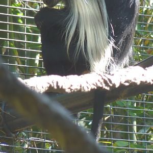 Colobus angolensis