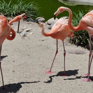 Phoenicopterus ruber