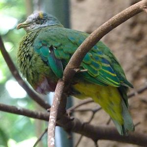 Ptilinopus coronulatus