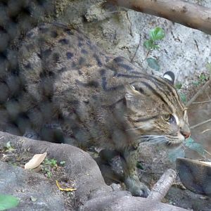 Prionailurus viverrinus