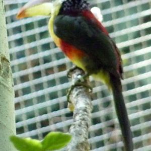 Pteroglossus beauharnaesii