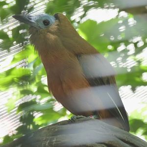 Perissocephalus tricolor