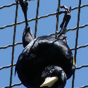 Psarocolius decumanus