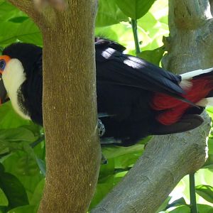 Ramphastos toco