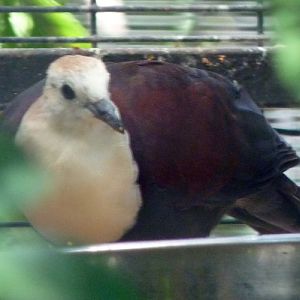 Gallicolumba xanthonura