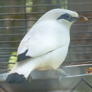 Leucopsar rothschildii