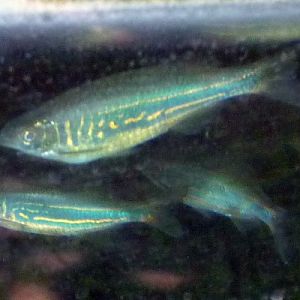 Devario aequipinnatus