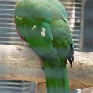 Ptilinopus magnificus