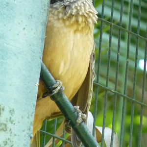 Chlamydera cerviniventris